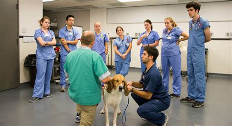 vet training resources|Vet Tech Learning .